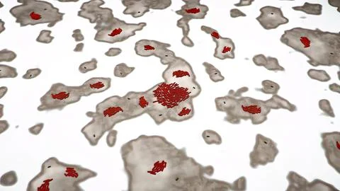Normal flora of small intestine, lactic acid bacteria. Probiotic bacterium Illustrazione stock