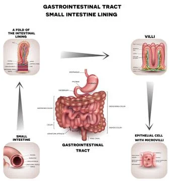 Normal Gastrointestinal tract and small intestine detailed anatomy Stock Illustration