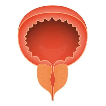 Normal healthy prostate. Realistic isolated vector Stock Illustration