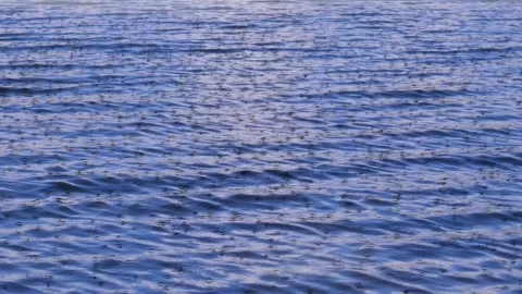 Normal insect wave Stock-Footage 347428283