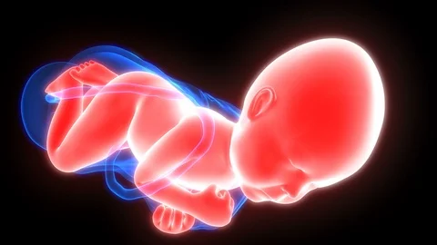Normal Labor and Vaginal birth Anatomy Stock Footage 98992659