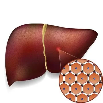 Normal Liver Cells Structure Stock Illustration