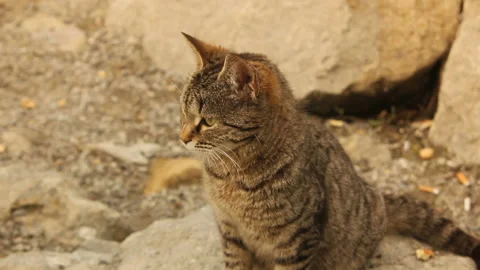 Normal not thoroughbred cat Stock Footage 125332128