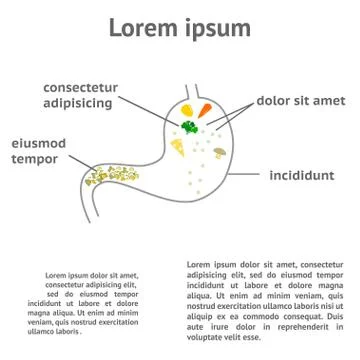 The normal process of digestion Stock Illustration
