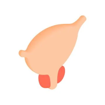 Normal prostate isometric 3d icon Stock Illustration