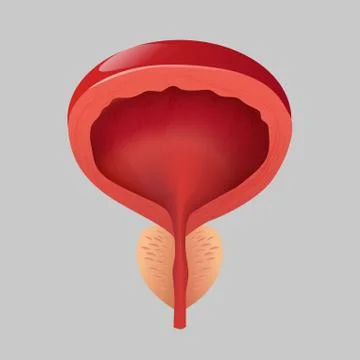 Normal prostate men on a gray background. Stock Illustration