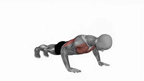 Normal Push-up fitness exercise workout animation male muscle highlight 4K 動画素材 243986294