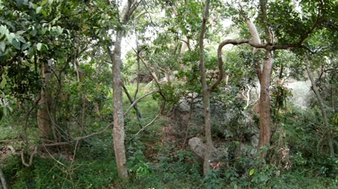 Normal rainforest. sri lanka Stock-Footage 30480505