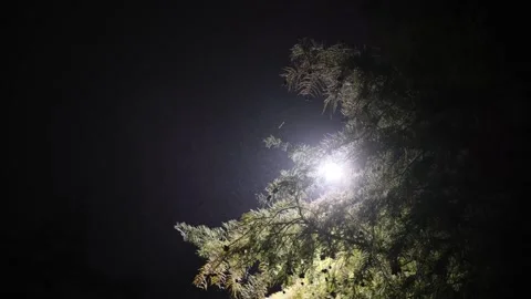 Normal Speed Misty Tree Video stock 252011090