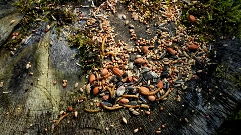 Normal speed Speeded up 4k footage of Ants taking Mealworms from wild bird food  Stock Footage 312357620