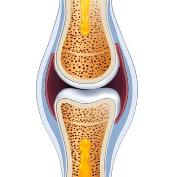 Normal synovial joint anatomy Stock Illustration
