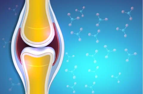 Normal synovial joint anatomy Stock Illustration