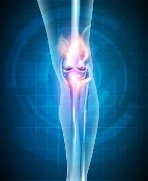 Normal synovial joint anatomy Stock Illustration