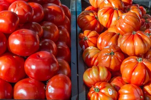 Normal tomatoes next to beefsteak tomatoes Stock Photos
