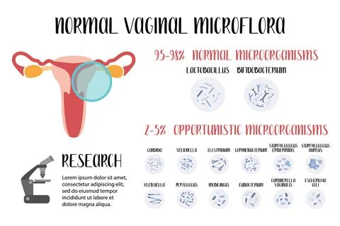 Normal vaginal microflora, lactobacillus, bifidobacterium. Normal and opportu Stock Illustration