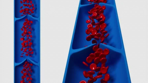 Normal Venous Blood Flow 動画素材 213228876