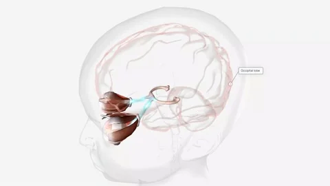 Normal Visual Pathway with Eye Movement | Stock Video | Pond5