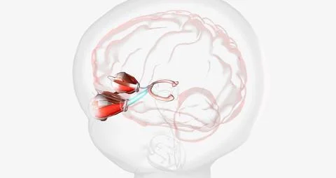 Normal Visual Pathway with Eye Movement Stock Illustration