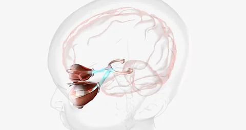 Normal Visual Pathway with Eye Movement Stock Illustration