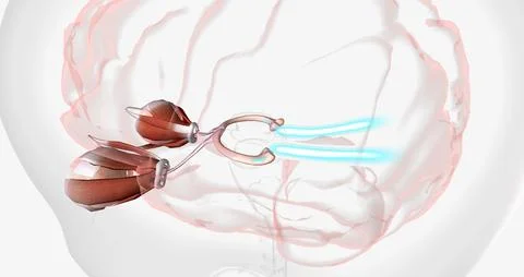 Normal Visual Pathway with Eye Movement Stock Illustration