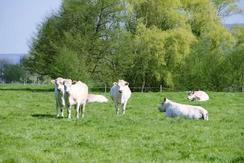 Normandy cows on pasture Stock-Fotos