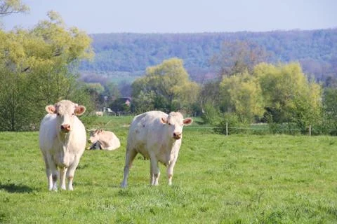 Normandy cows on pasture Stock Photos