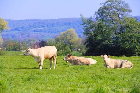 Normandy cows on pasture Stock Photos