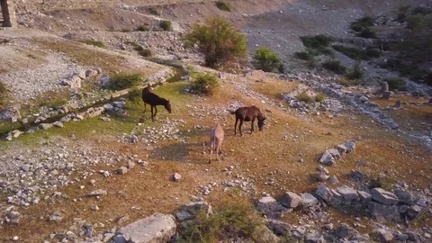 North Albania counterclockwise orbiting shot of wild horses UHD Stock Footage 80983283
