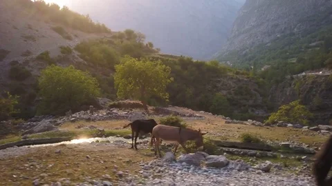 North Albania dynamic tracking shot of wild horses UHD Stock Footage 80983227