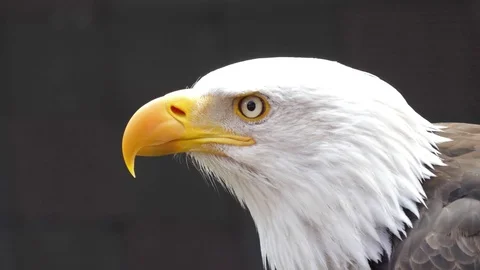 North america bald eagle slow motion 4k 스톡 동영상 76919293