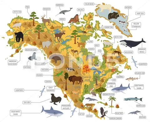 North America flora and fauna map, flat elements. Animals, birds and sea life Stock Illustration