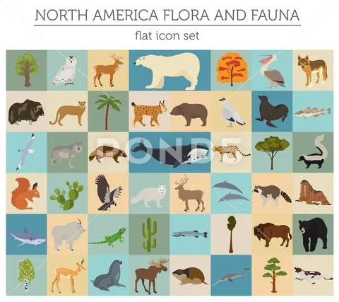 North America flora and fauna flat elements. Animals, birds and sea life big Stock Illustration