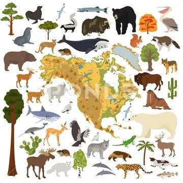 North America flora and fauna map, flat elements. Animals, birds and sea life Stock Illustration