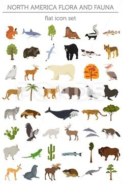 North America flora and fauna flat elements. Animals, birds and sea life big Stock Illustration