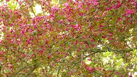 North America native bird Indigo Bunting in tree full bloom dark pink Stock Footage 288069218