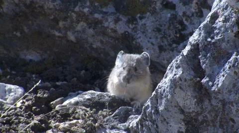 North American Alpine Pika Feeding at Yellowstone NP Stock Footage