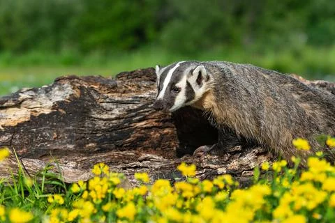 North American Badger (Taxidea taxus) Stands Next to Log Yellow Wildflowers i Stock Photos