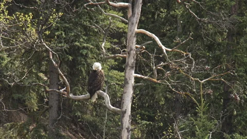 North American Bald Eagle perched in a tree Stock Footage 161840508