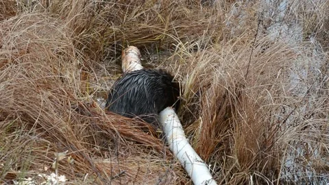 North American beaver chews through tree limb Stock Footage 321360792