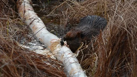 North American beaver chews through tree limb Stock Footage 321360793