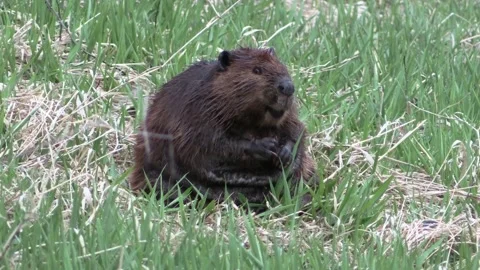 North American Beaver close up looking at camera crawls into water Stock Footage 151722917