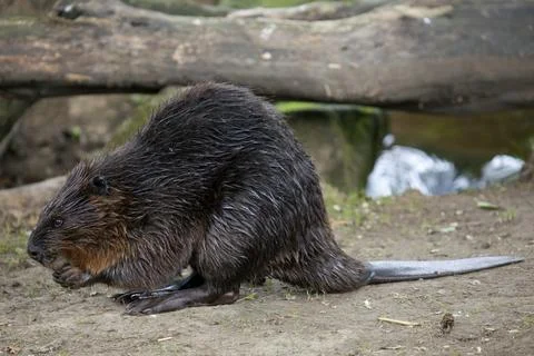North American Beaver Stock Photos