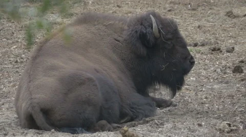 North American Bison Stock Footage 48381353