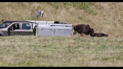 North American bison running down the hill 4k video Stock Footage 285126047
