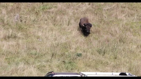 North American bison running down the hill 4k video 스톡 동영상 285126191