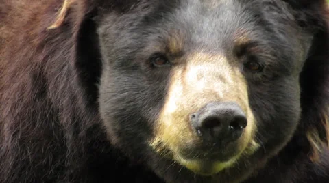 North American Black Bear seen up close Stock Footage 30565995