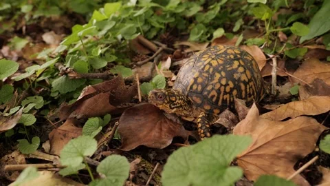North American box turtle in the forest Stock Footage 262891096