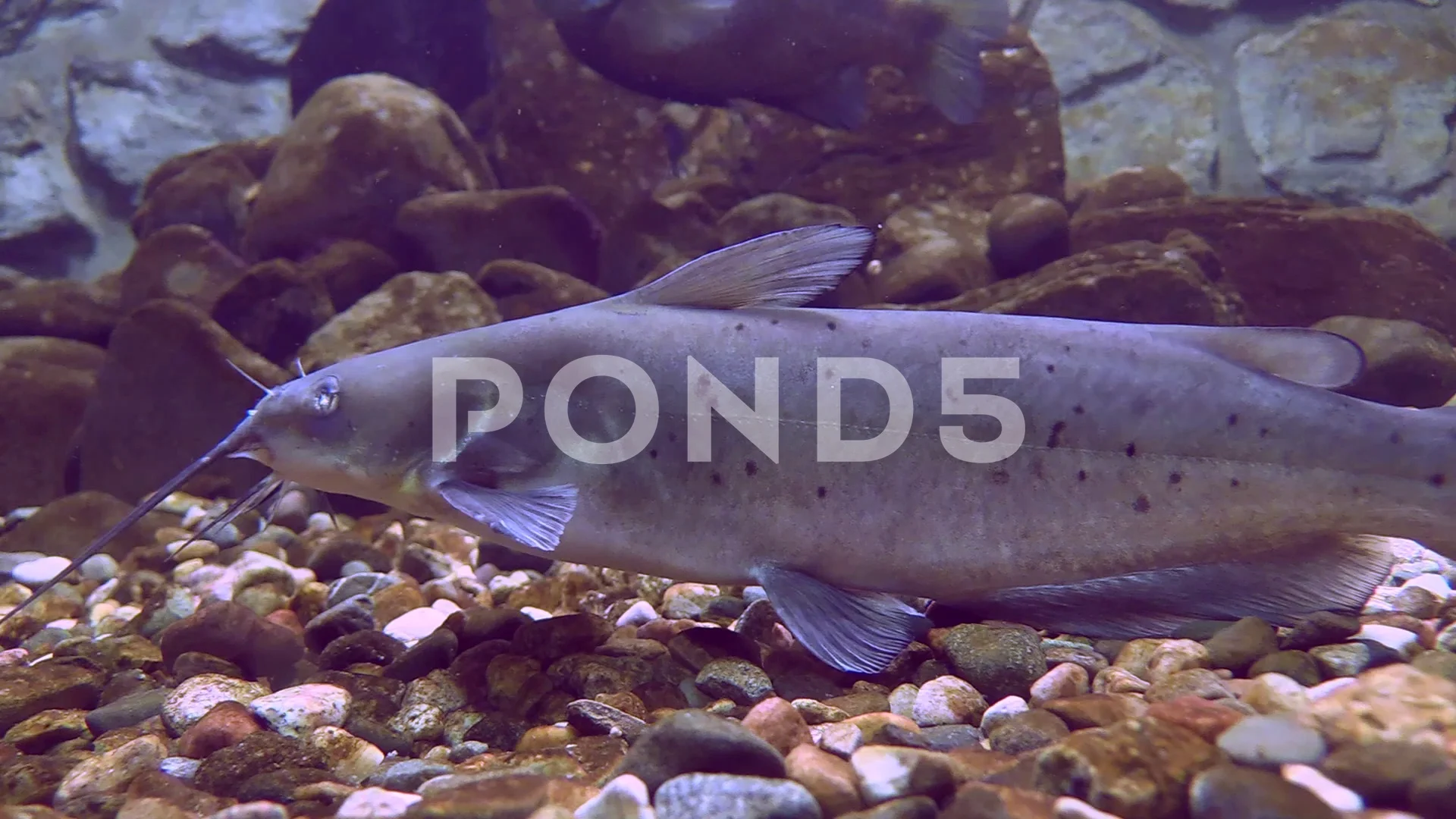 North American Channel Catfish Fish Unde, Stock Video