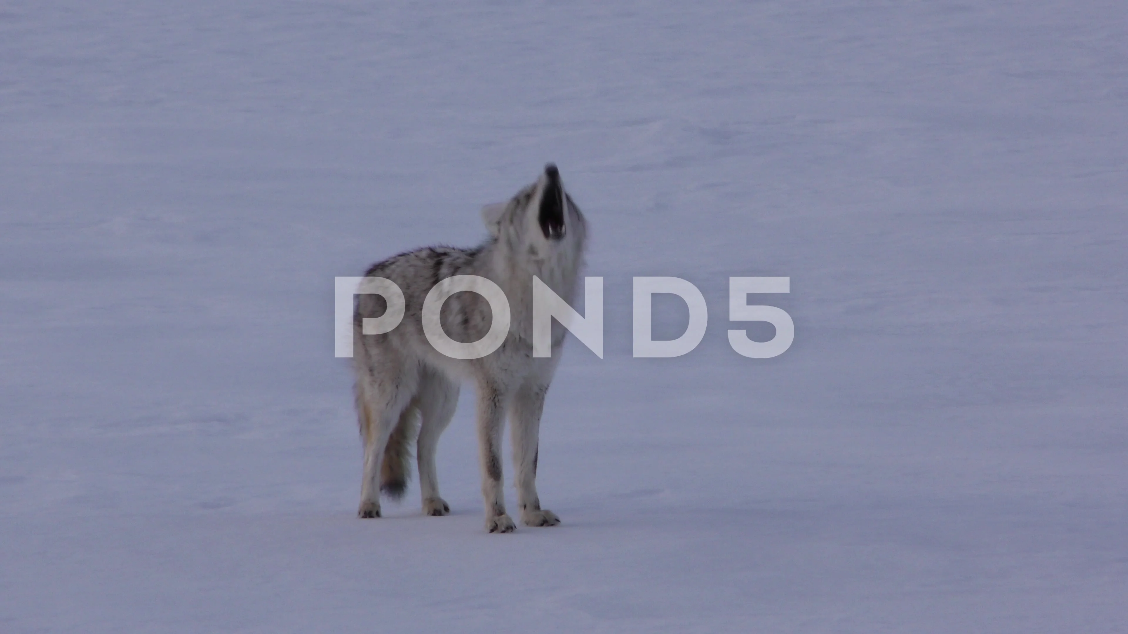 North American Coyote Howling Yipping Ba... | Stock Video | Pond5