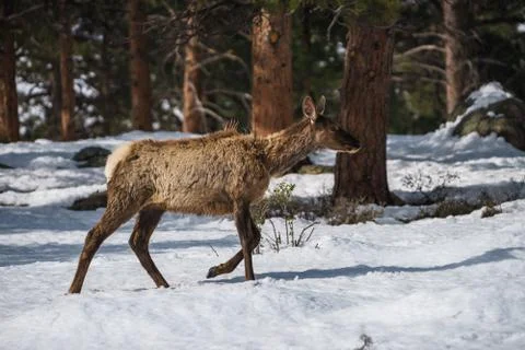 North American Elk grazing in Rocky Mountain National Park, Colorado Stock Photos